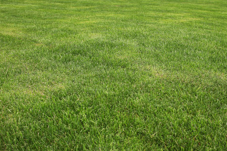 4 Myths About Lawn Care