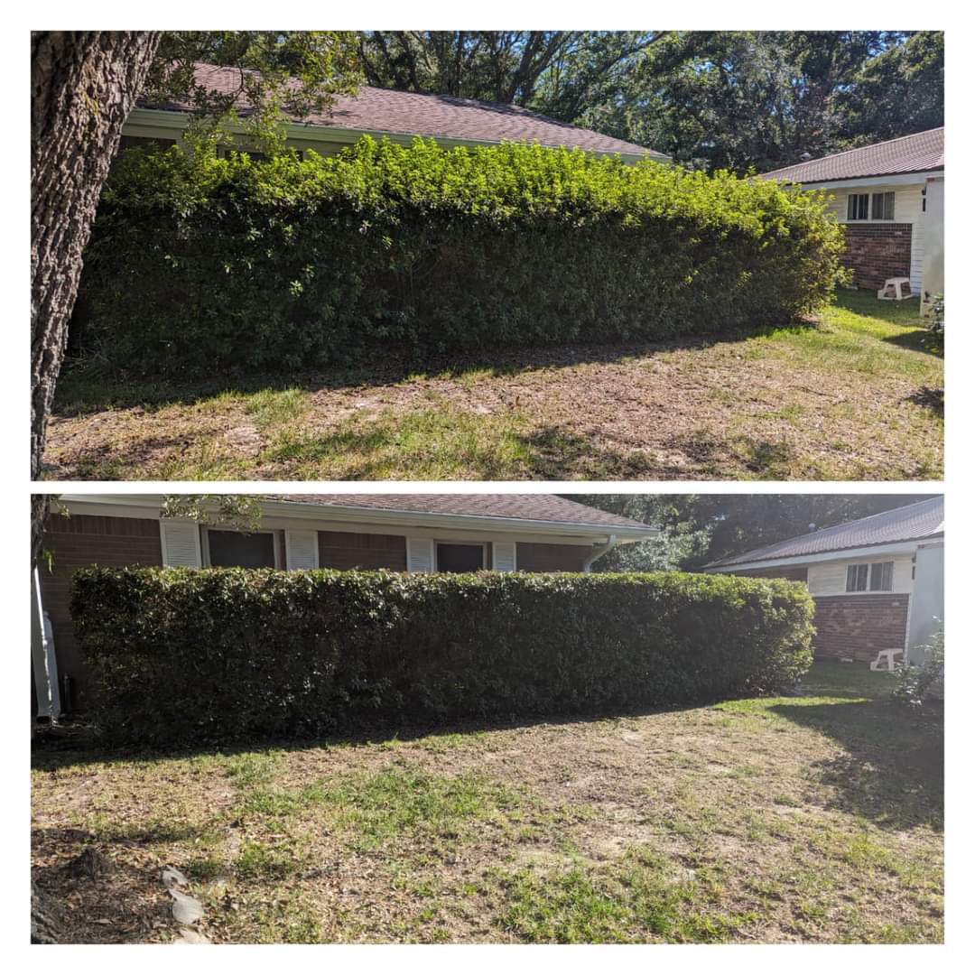 Bush trimming in Ocean Springs 