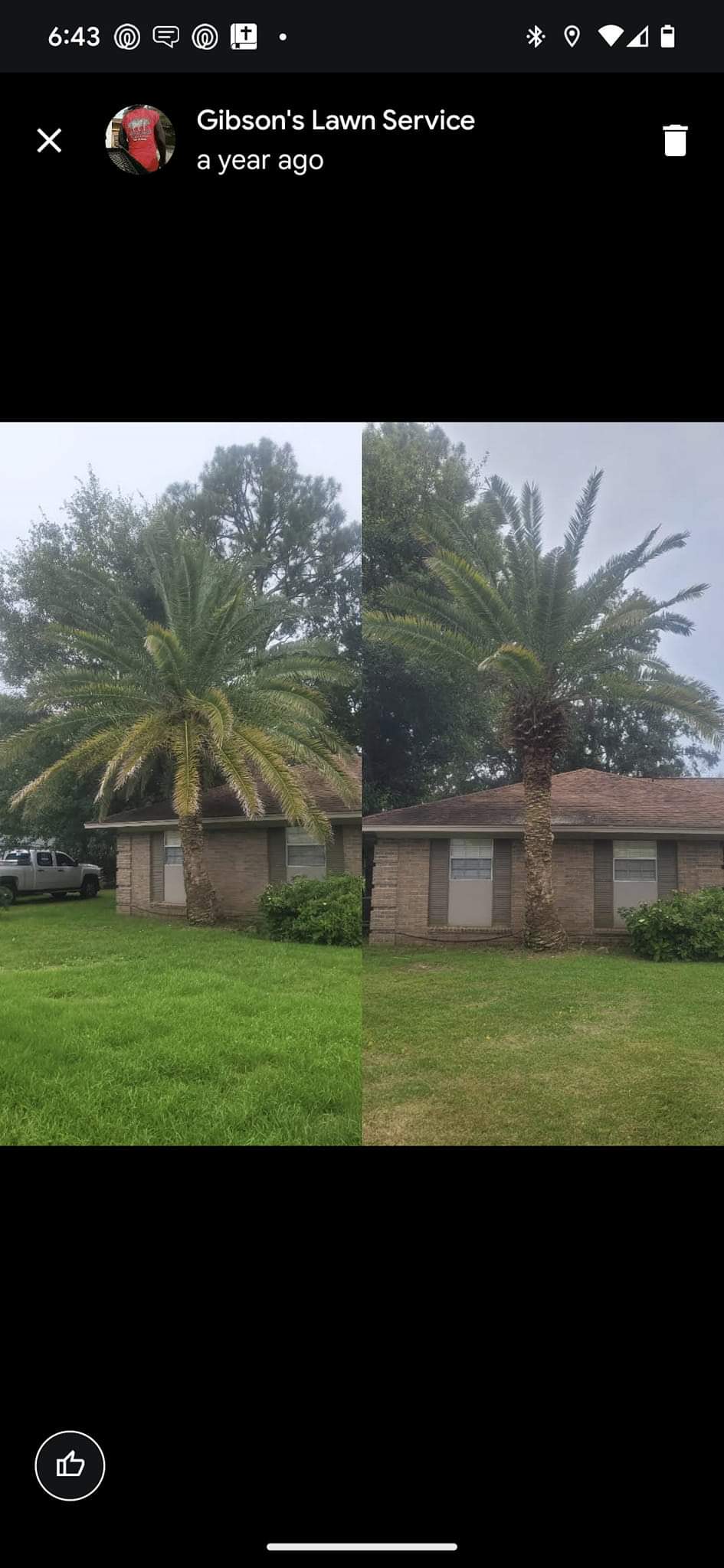 Palm tree trimming ocean springs  (1)