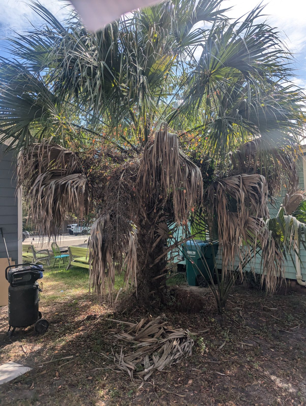 Palm tree trimming ocean springs  (2)