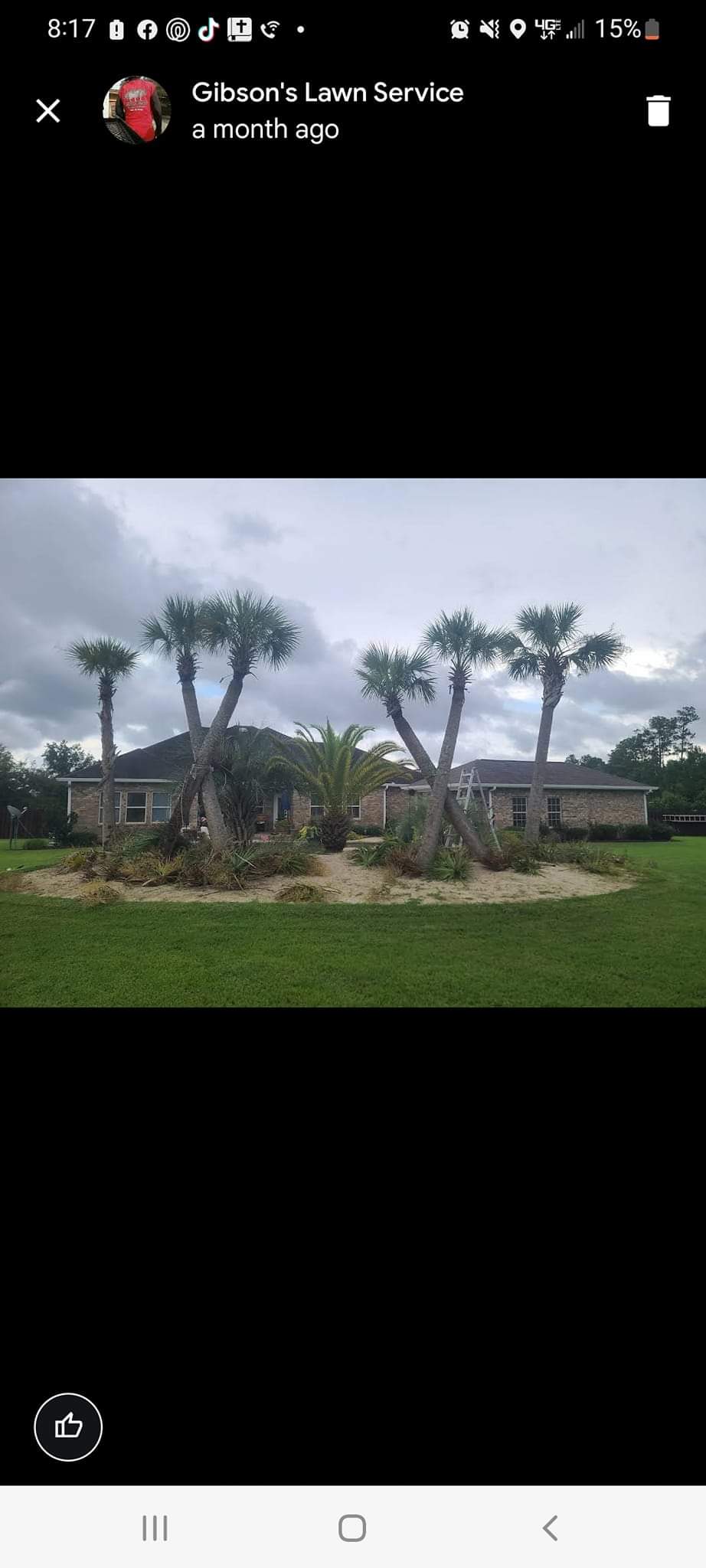 Palm tree trimming ocean springs 