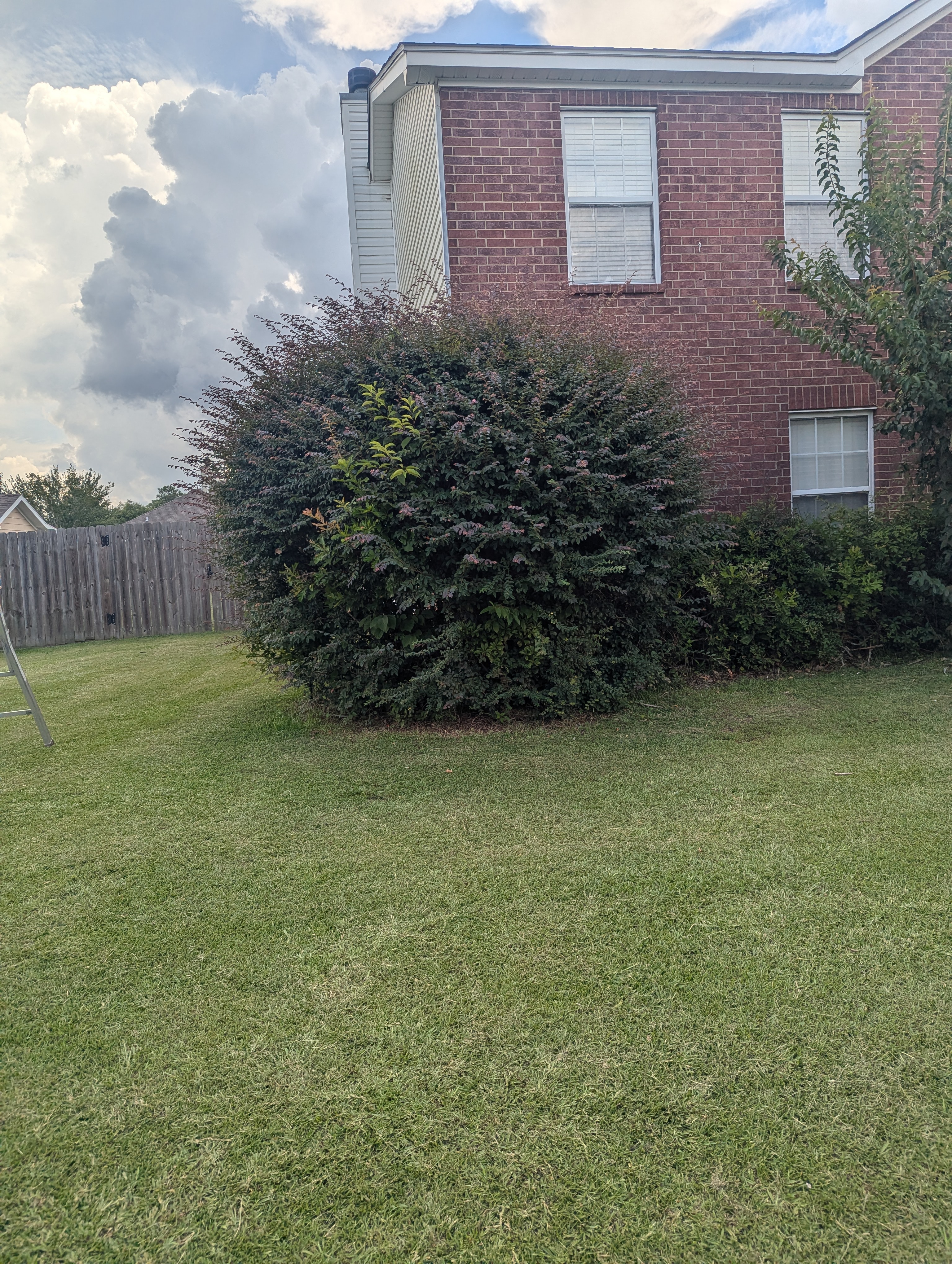 Shrub trimming in Ocean Springs 